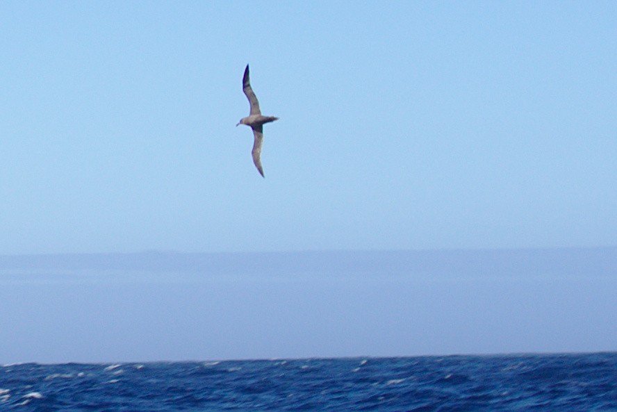 albatros hnědý - ML27891941