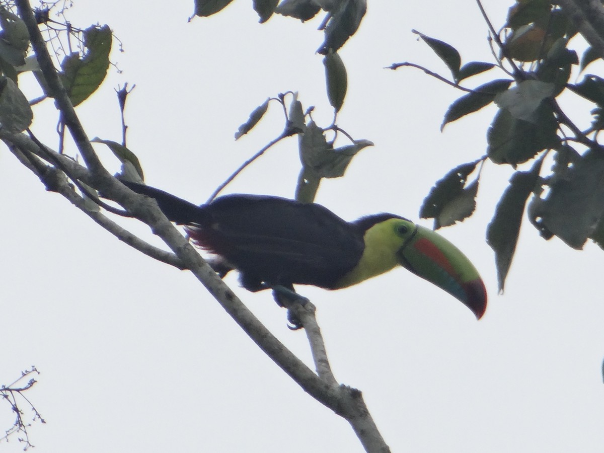 Keel-billed Toucan - ML278919771