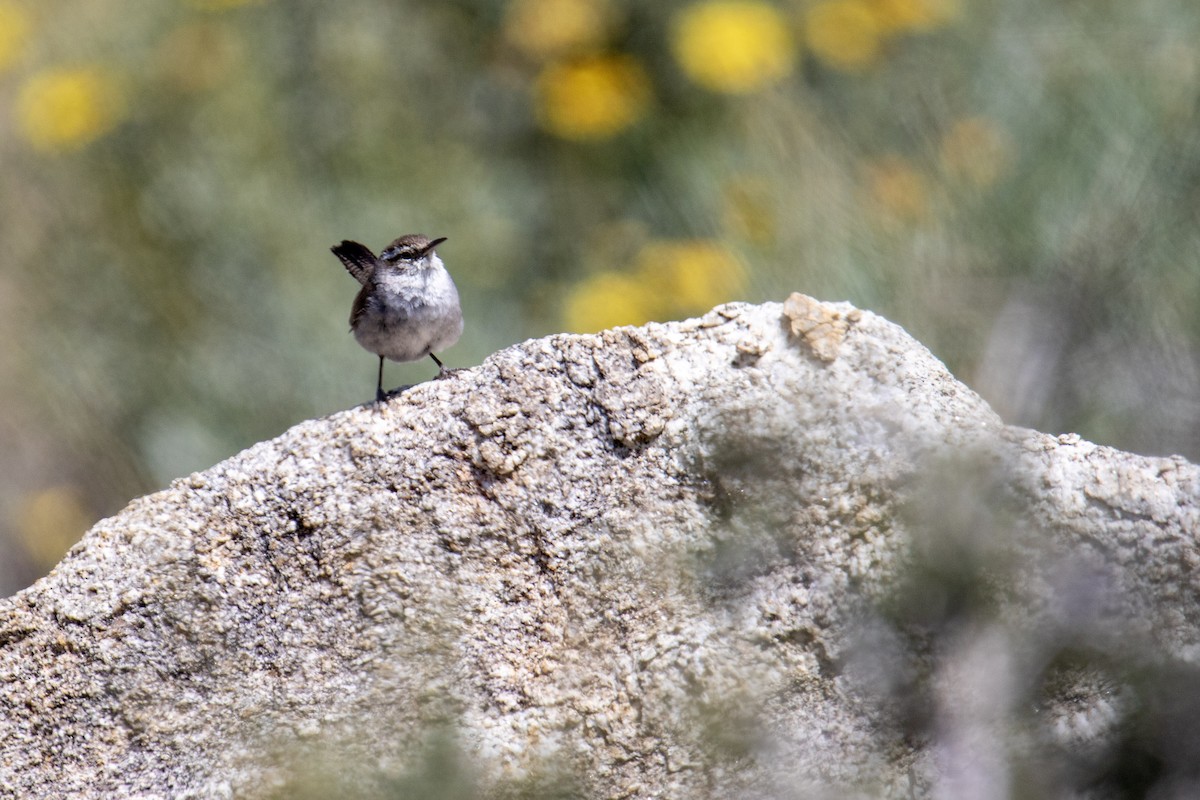 Bewick's Wren - ML278920001