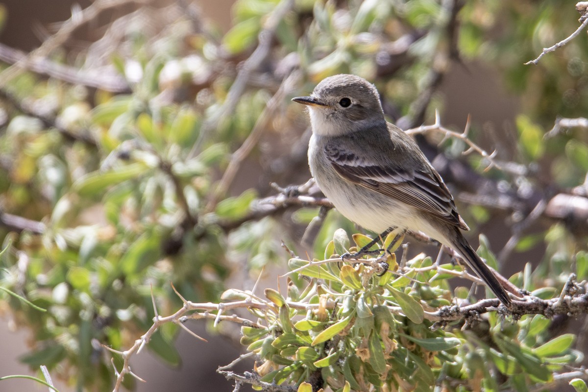 Gray Flycatcher - ML278920531