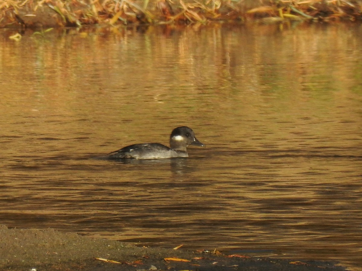 Bufflehead - ML278920681