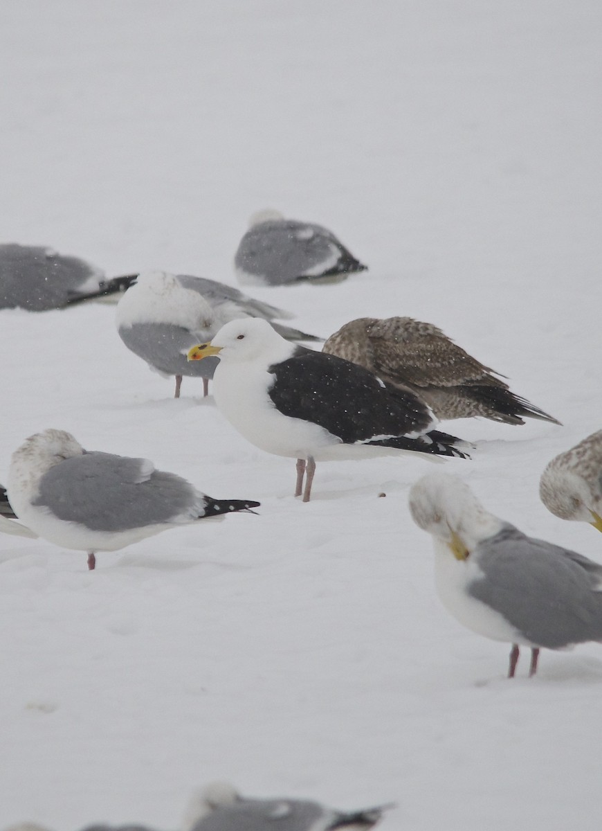 Great Black-backed Gull - Jon Cefus