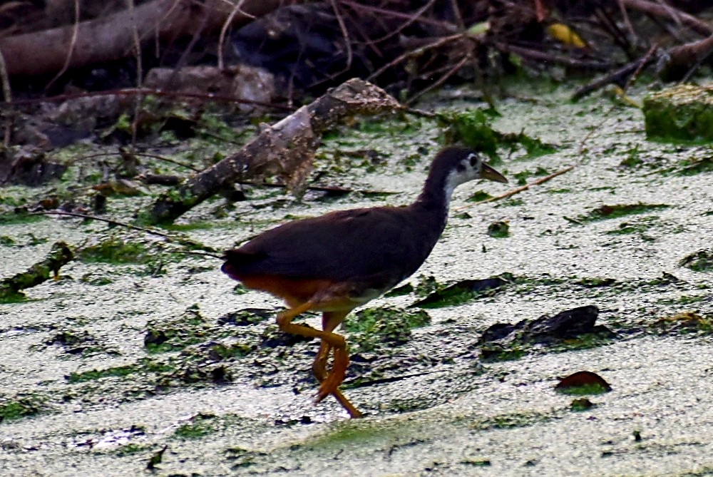White-breasted Waterhen - ML278921331