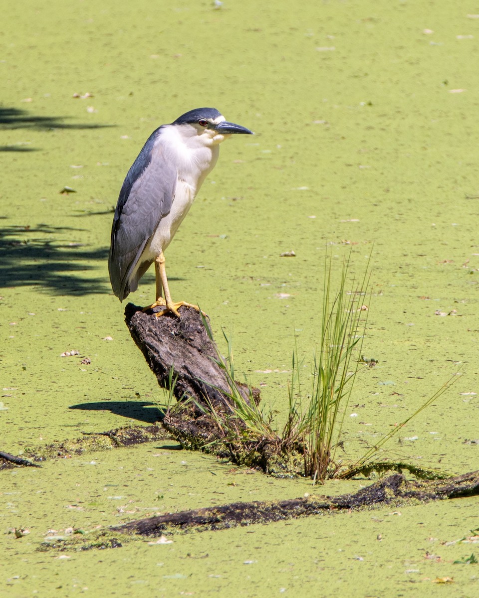 Black-crowned Night Heron - ML278921471