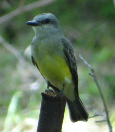 Tropical Kingbird - ML278921541