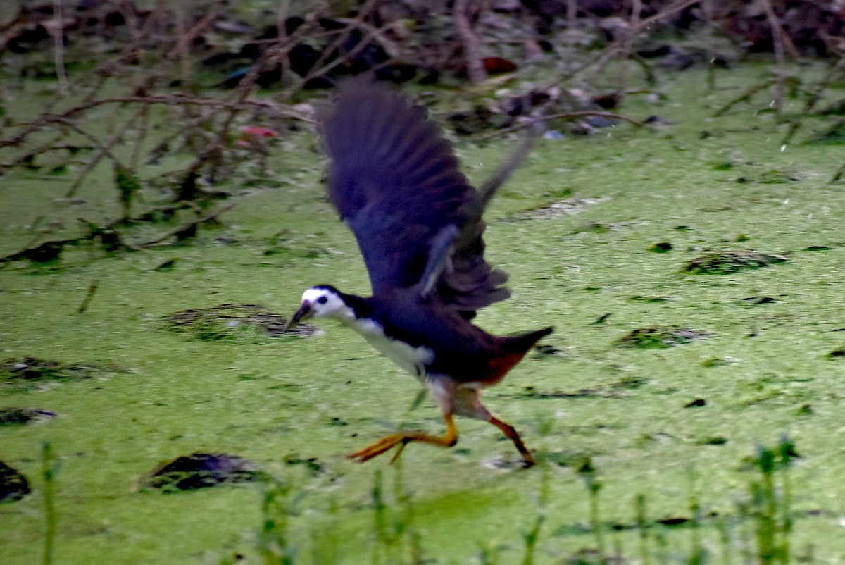 White-breasted Waterhen - ML278921721