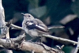 Oriental Magpie-Robin - ML278921851