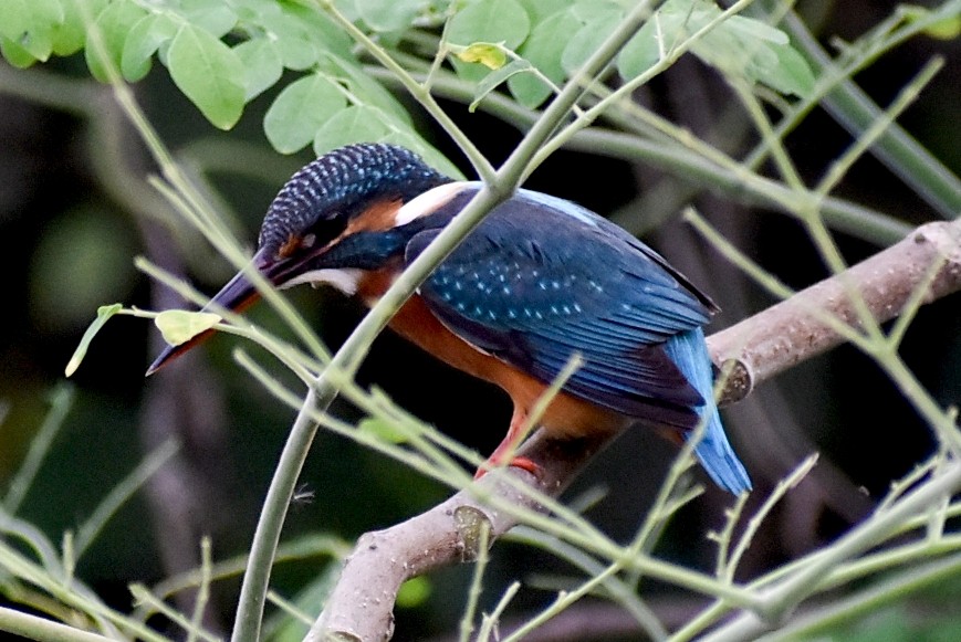 Common Kingfisher - ML278922111