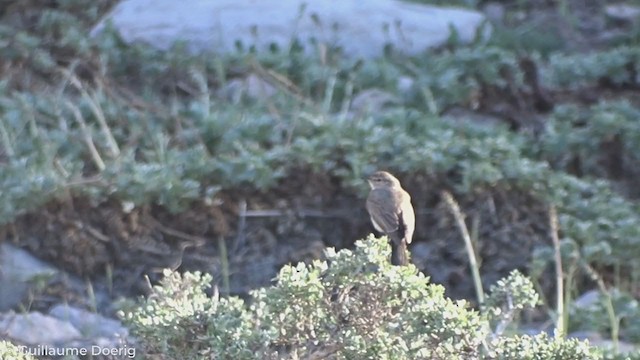 Spot-billed Ground-Tyrant - ML278922971