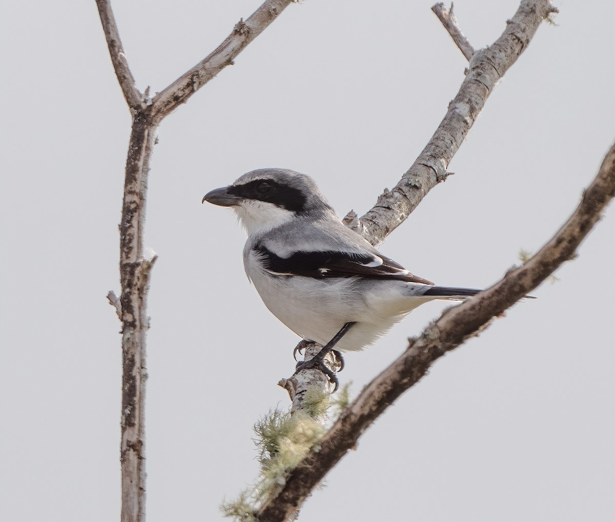 Loggerhead Shrike - ML278923461