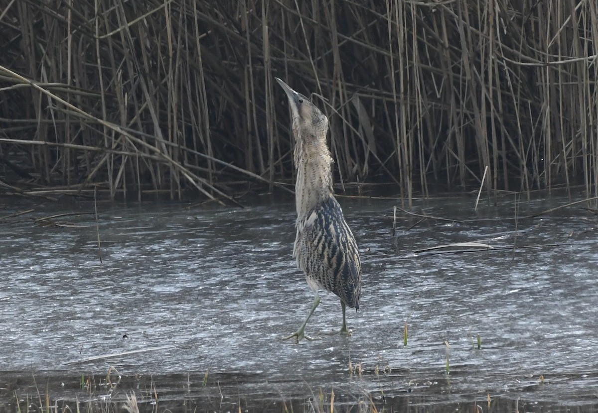 大麻鷺 - ML278923941