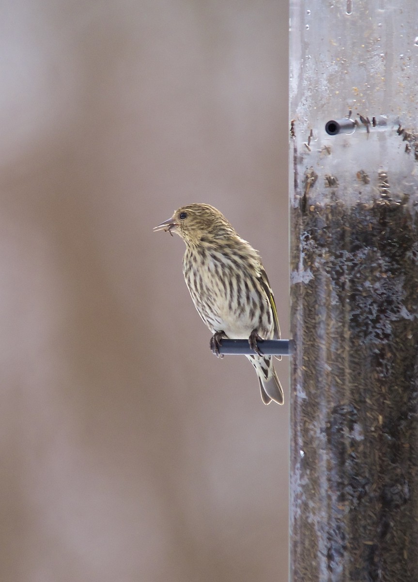 Pine Siskin - ML278926511