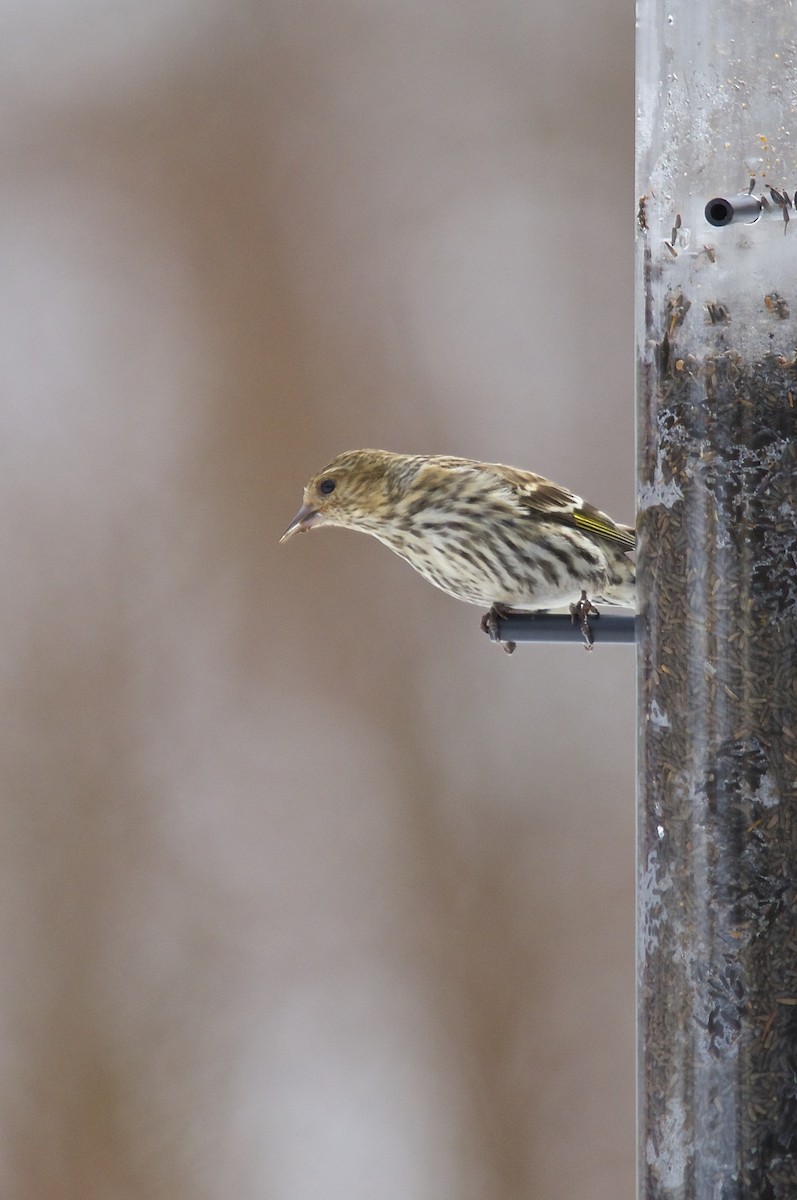 Pine Siskin - ML278926521