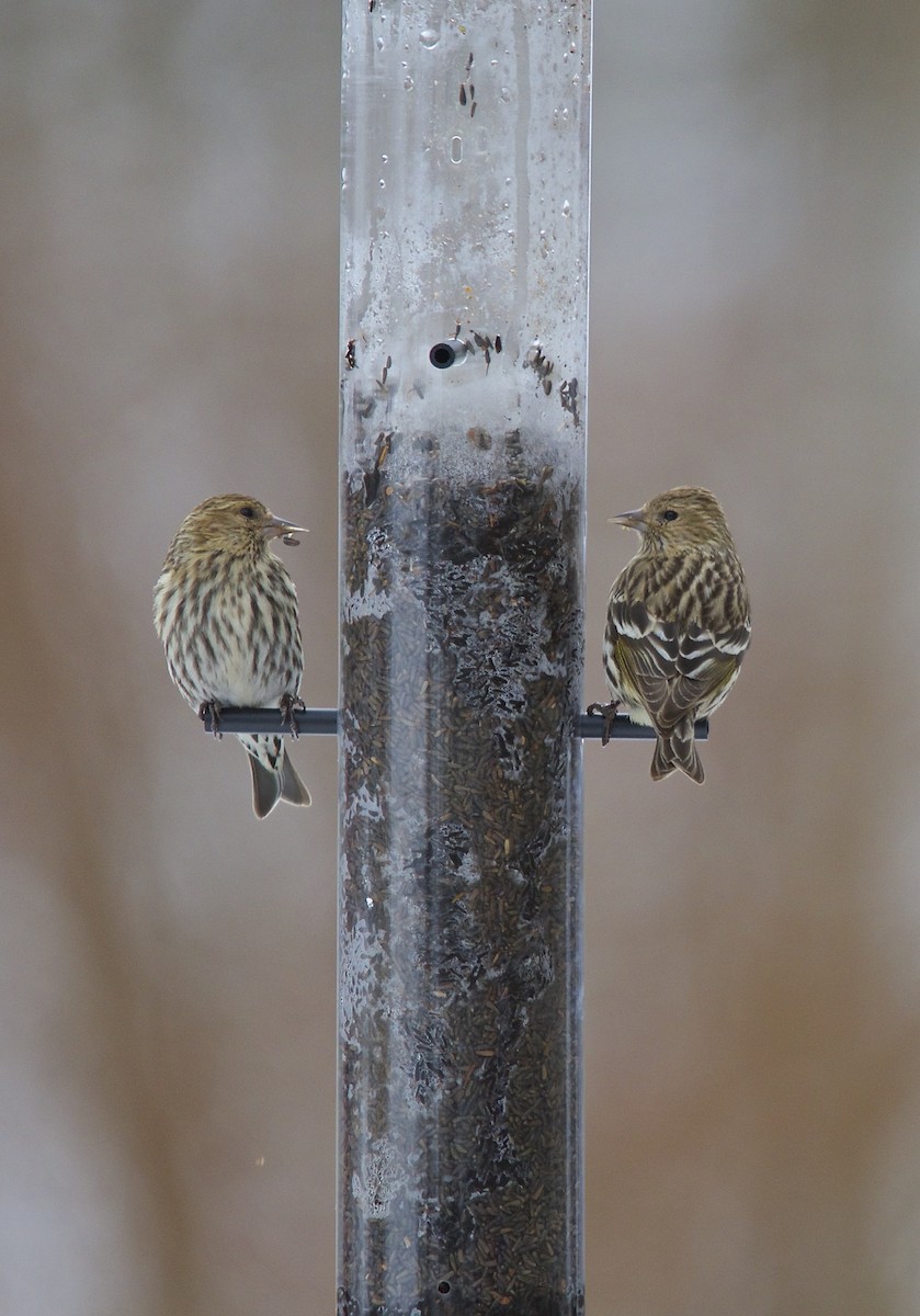 Pine Siskin - ML278926541
