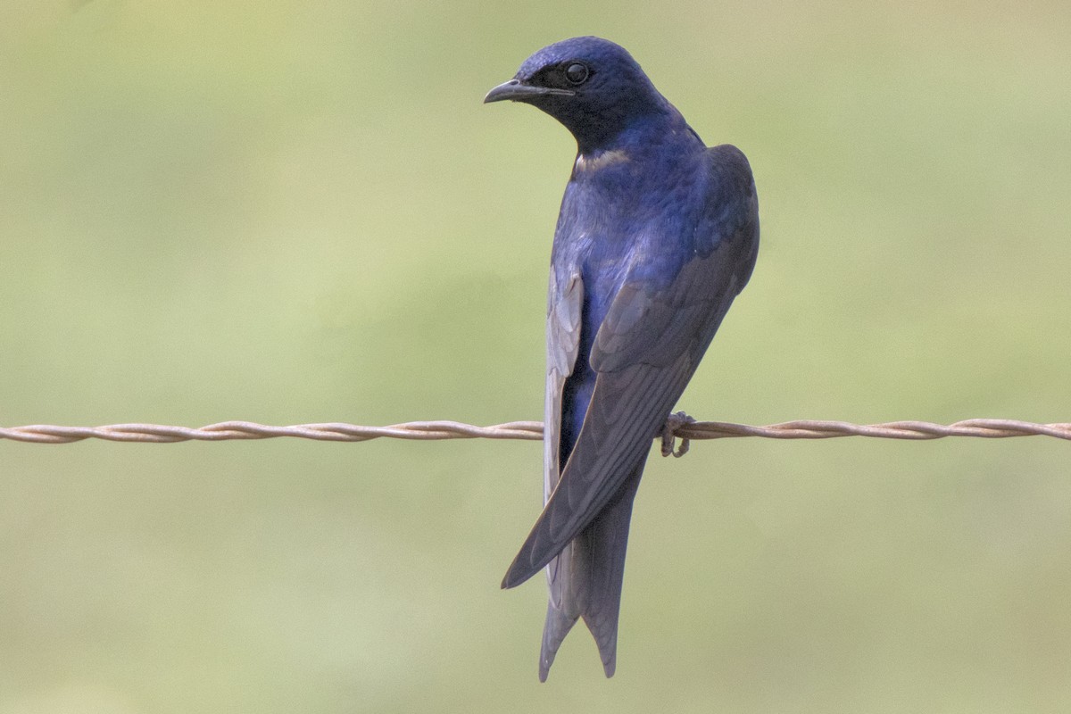 Purple Martin - Dale Bargmann