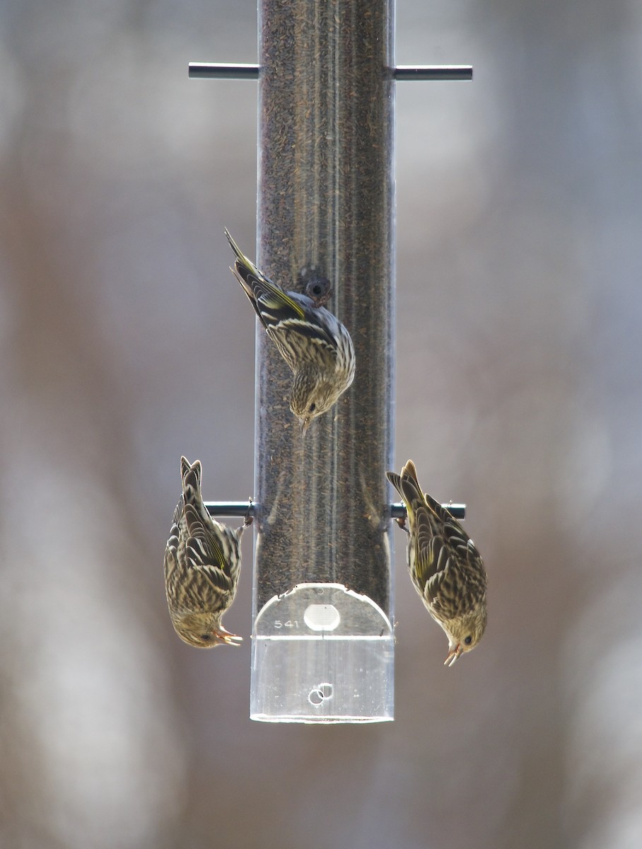 Pine Siskin - ML278927001
