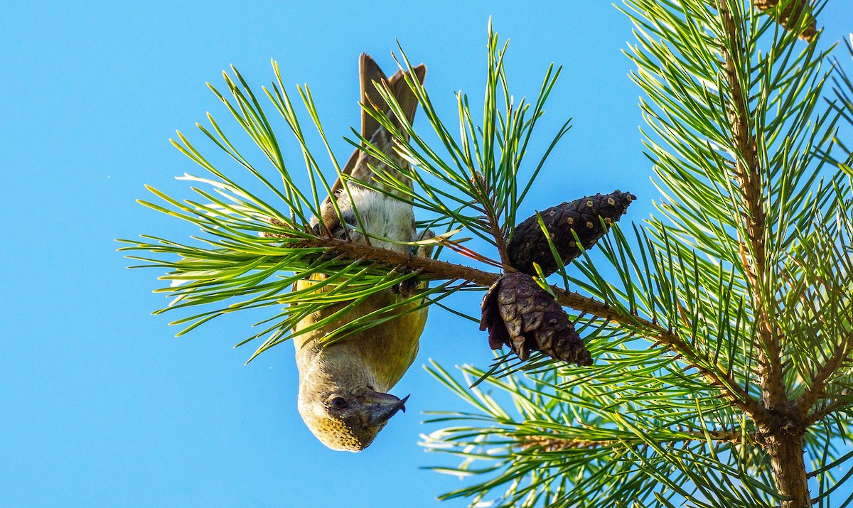 Parrot Crossbill - Matti Rekilä