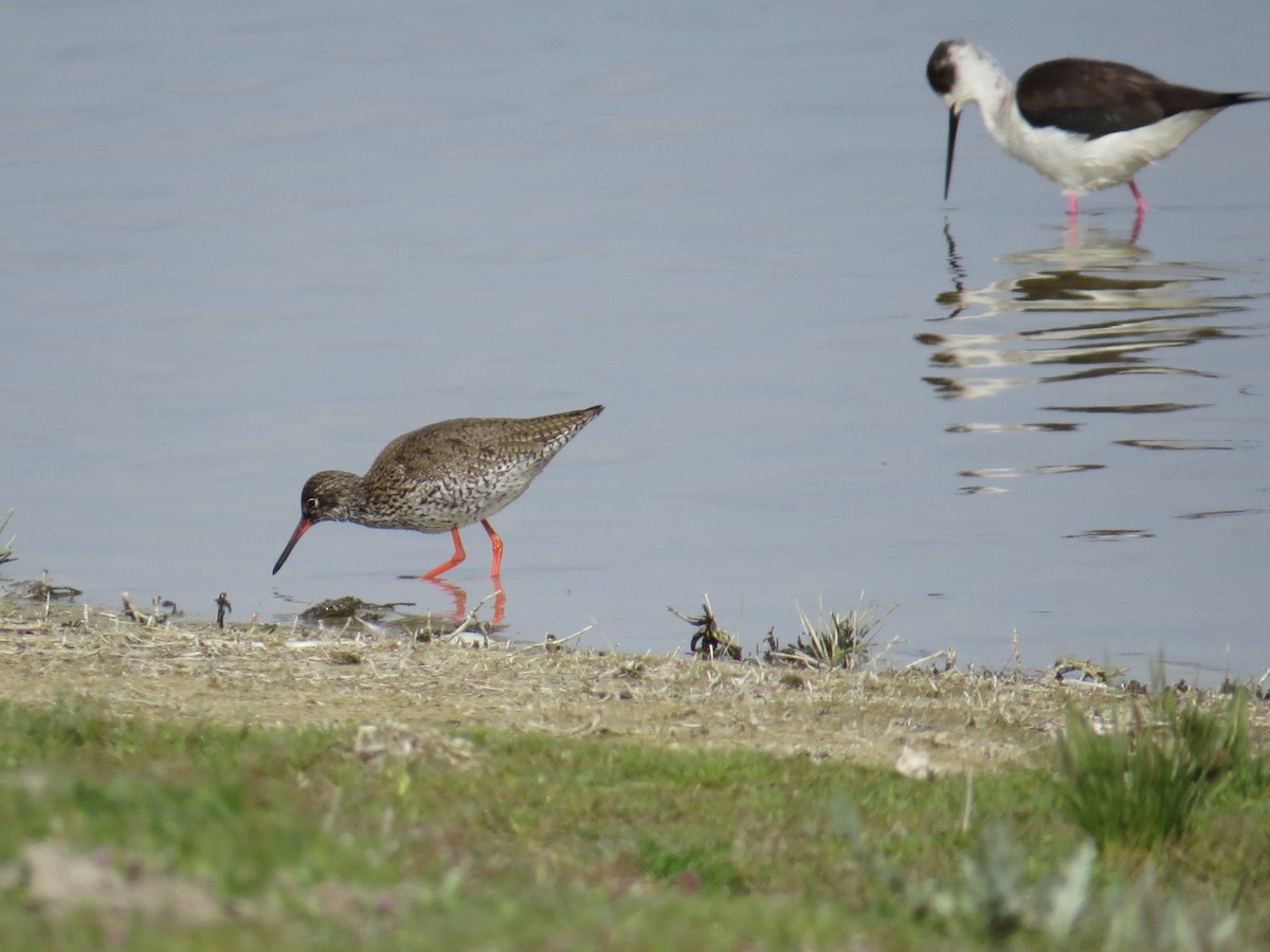 Common Redshank - Federico  Iglesias García