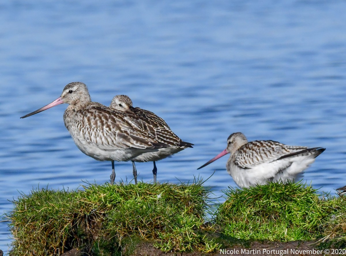 Bar-tailed Godwit - ML278928421