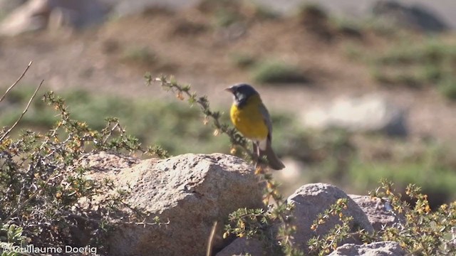 Gray-hooded Sierra Finch - ML278929761