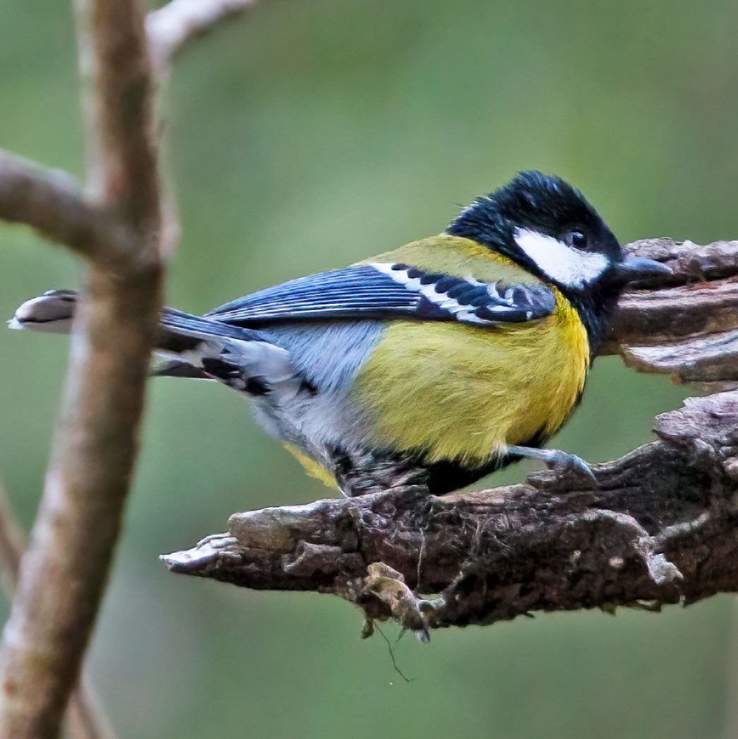 Green-backed Tit - ML278931411