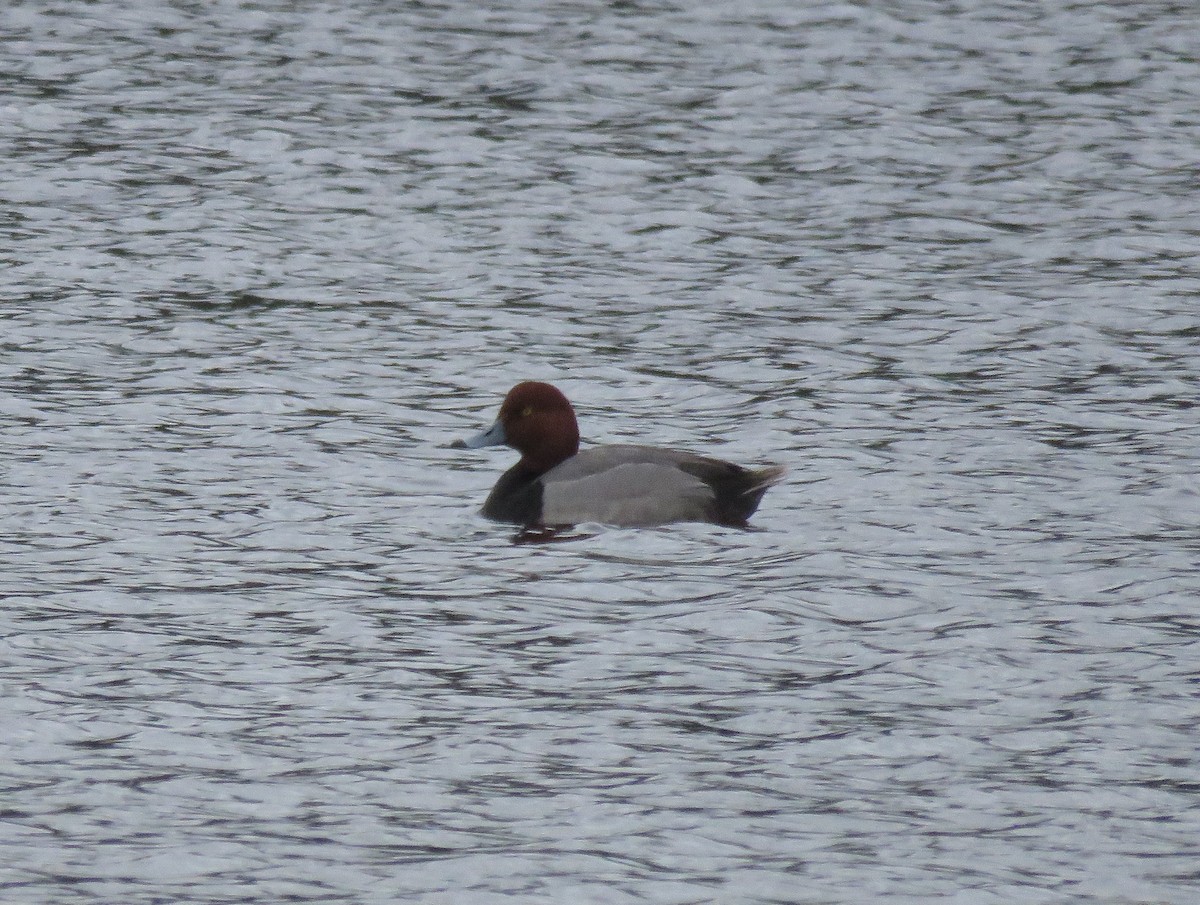 Redhead - Fred Shaffer