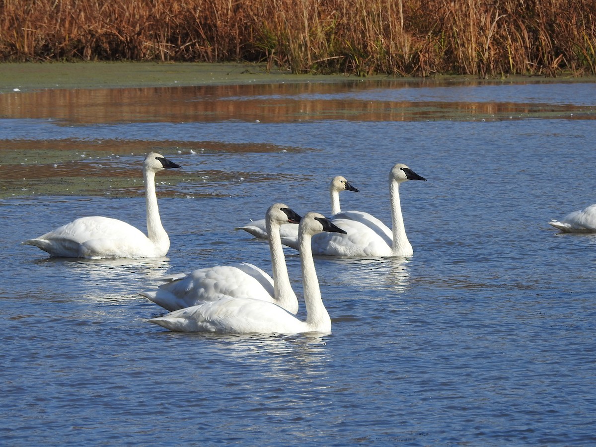 Cisne Trompetero - ML278932711