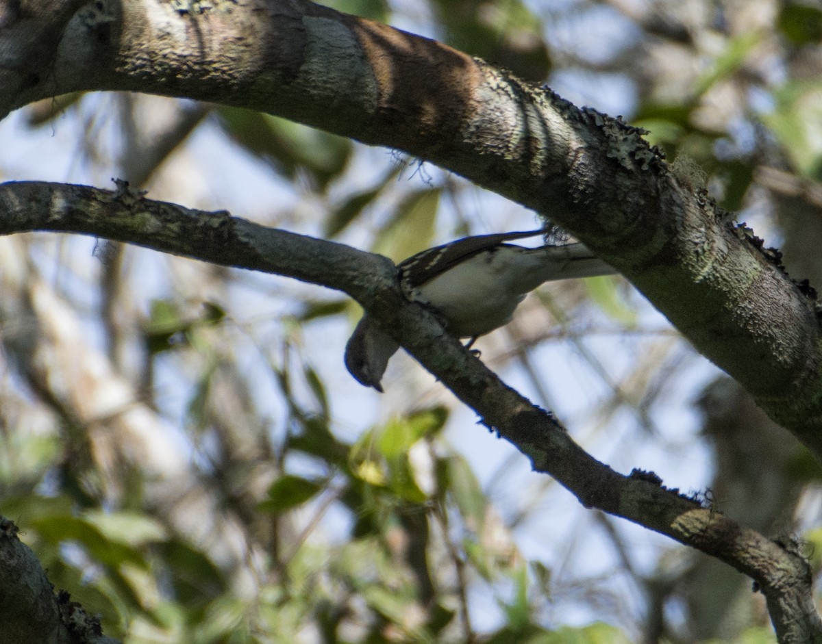 Spotted Greenbul - ML278932771