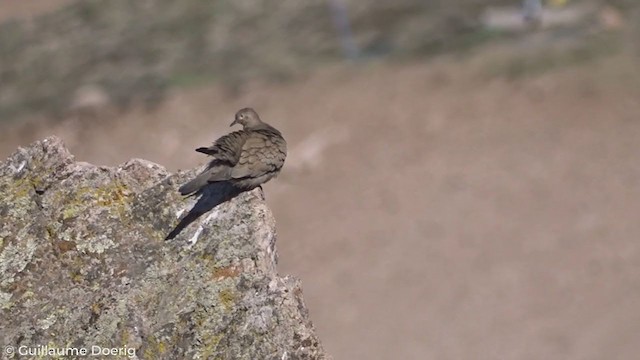Black-winged Ground Dove - ML278933251