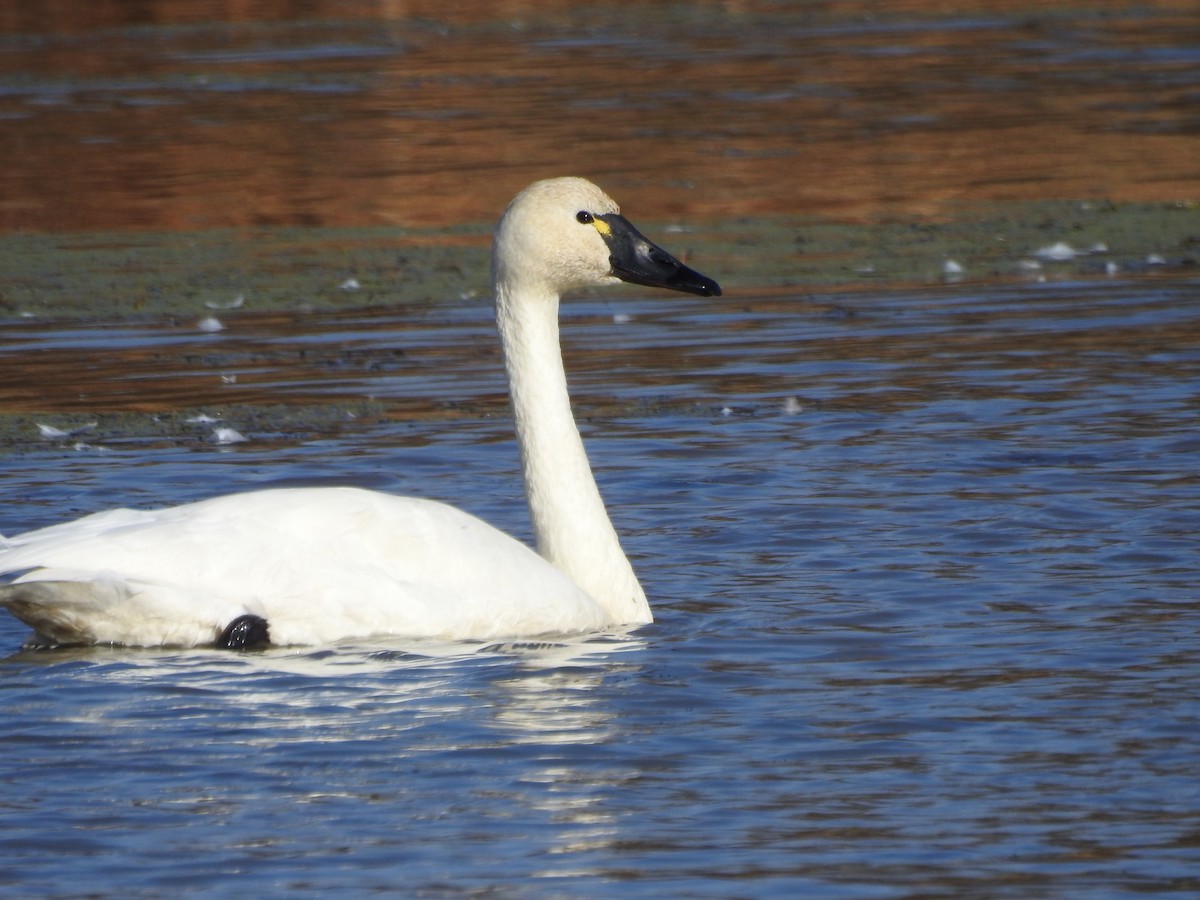 Cygne siffleur - ML278933261