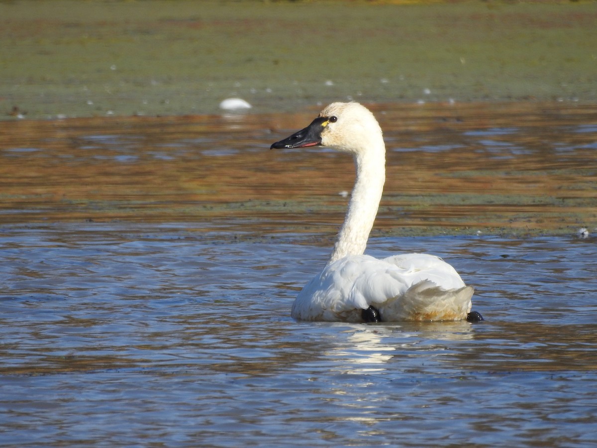 Tundra Swan - ML278933281