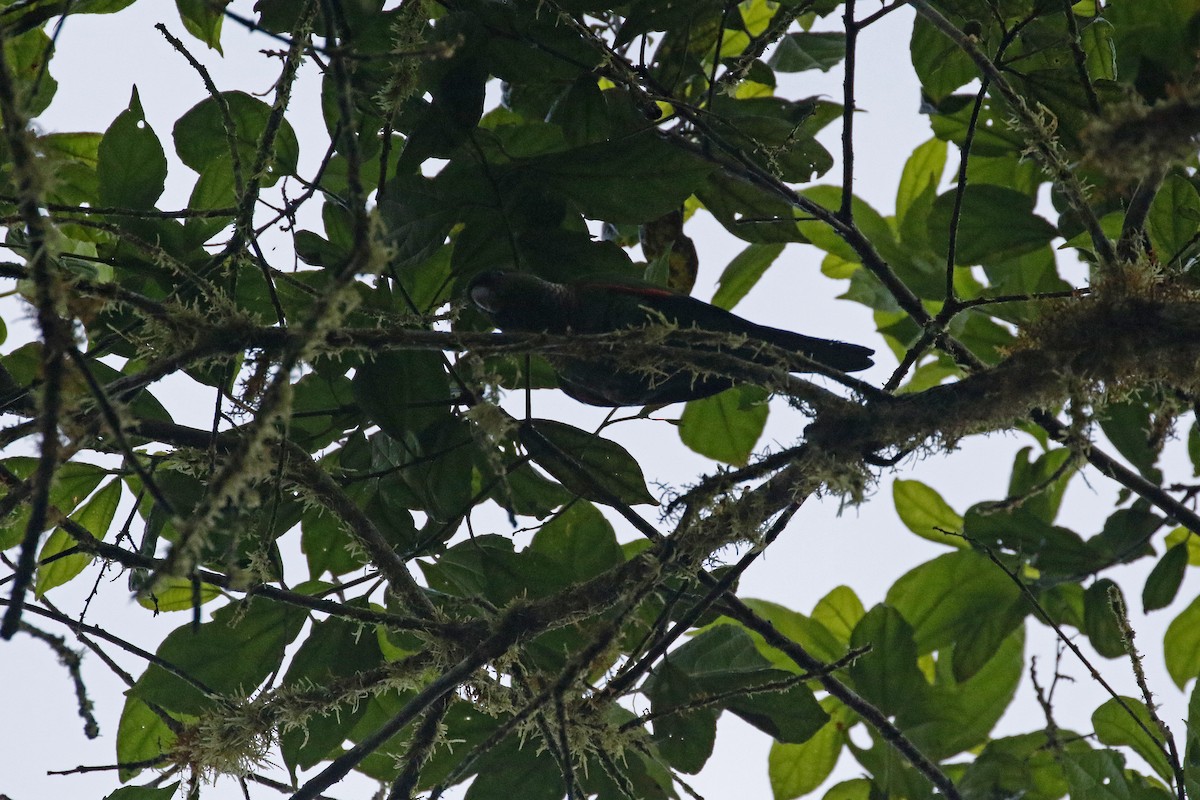 Maroon-tailed Parakeet (Choco) - ML278933311