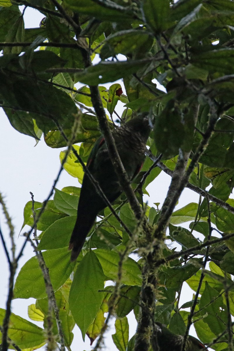 Maroon-tailed Parakeet (Choco) - ML278933351