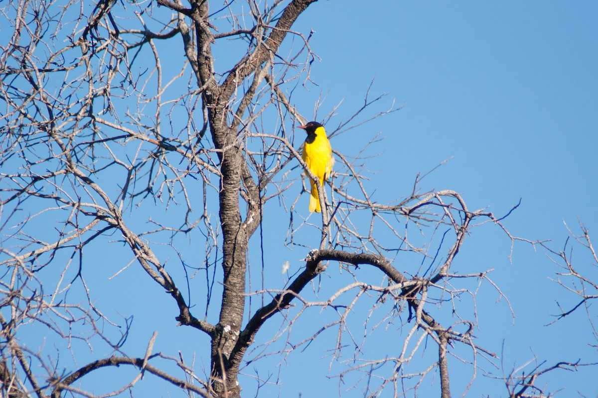 African Black-headed Oriole - ML27893391