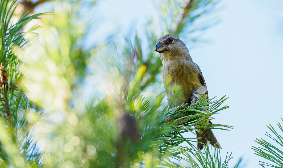 Parrot Crossbill - Matti Rekilä