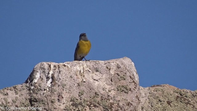 Gray-hooded Sierra Finch - ML278935411
