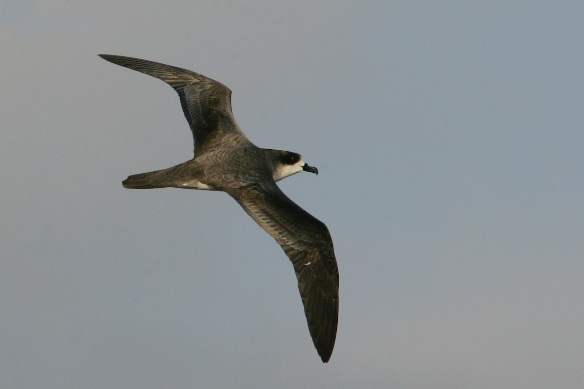 Barau's Petrel - ML278935651