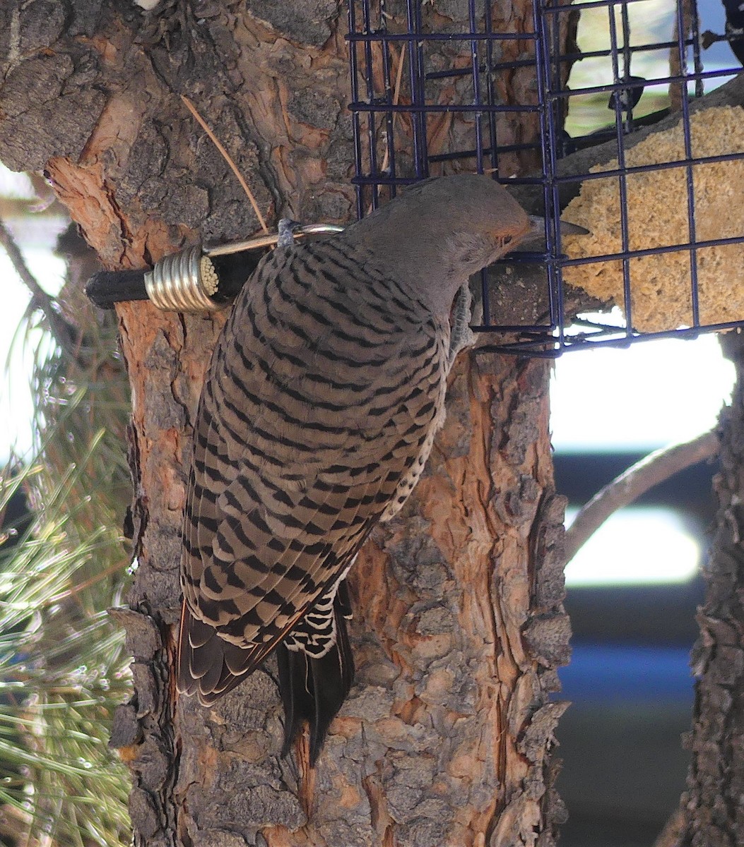 Northern Flicker (Red-shafted) - ML278936791
