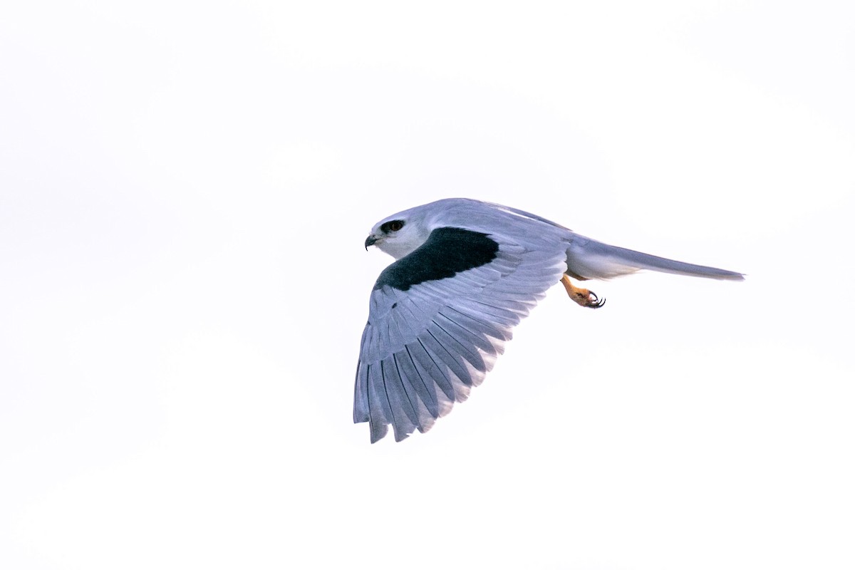 White-tailed Kite - ML278937971