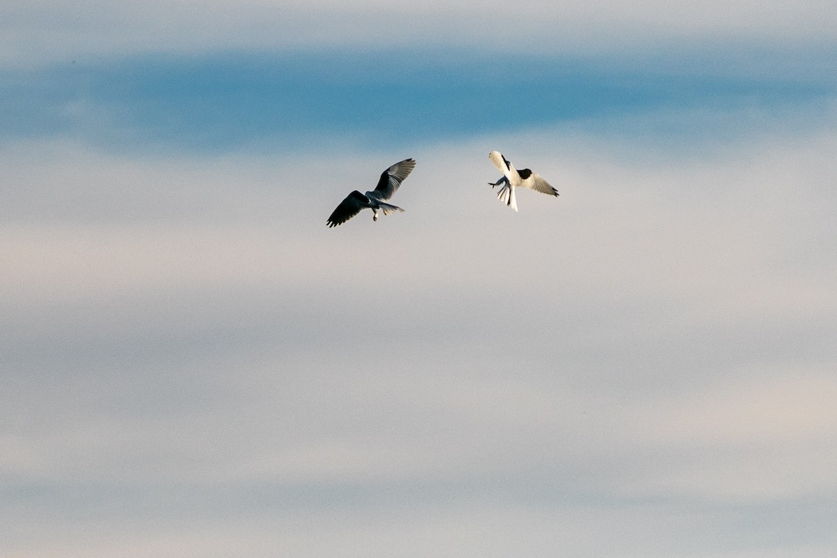 White-tailed Kite - ML278938021