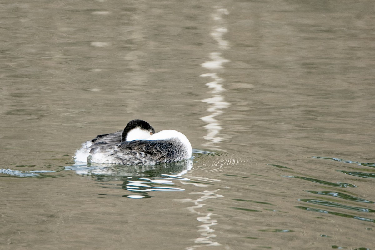 Clark's Grebe - ML278938421