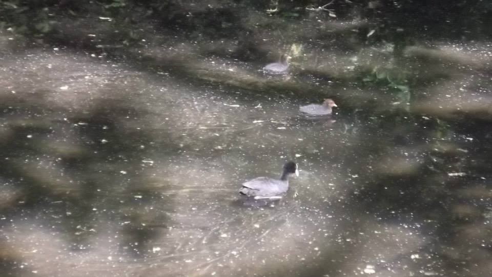 Eurasian Coot - ML278938961