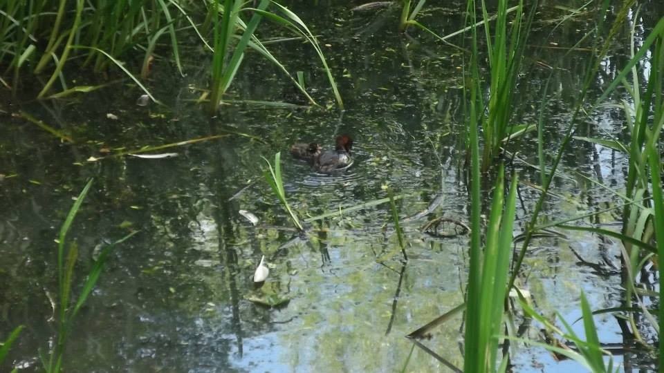 Little Grebe - ML278939041