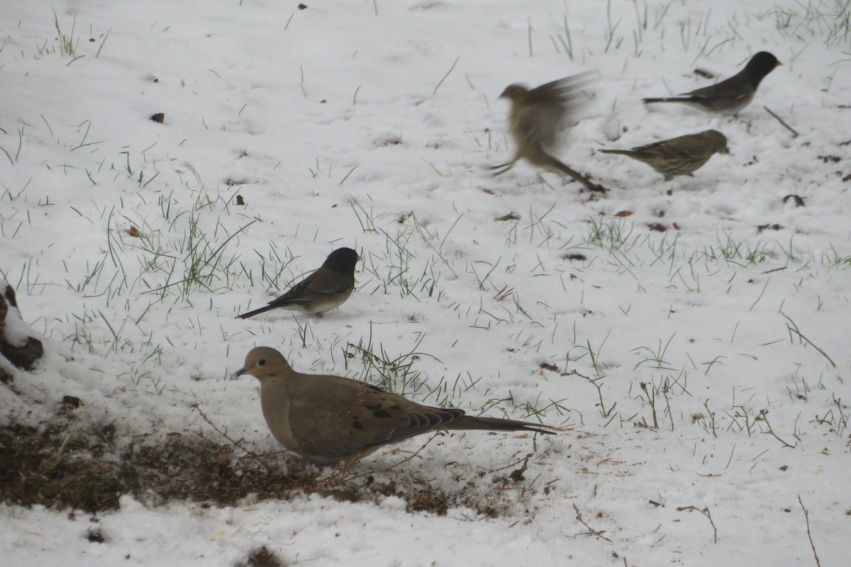 Mourning Dove - ML278939081