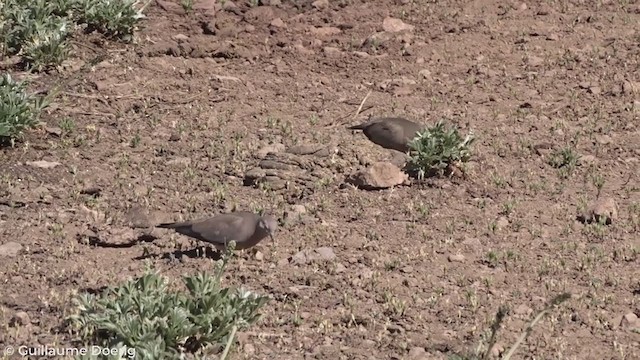 Black-winged Ground Dove - ML278939261