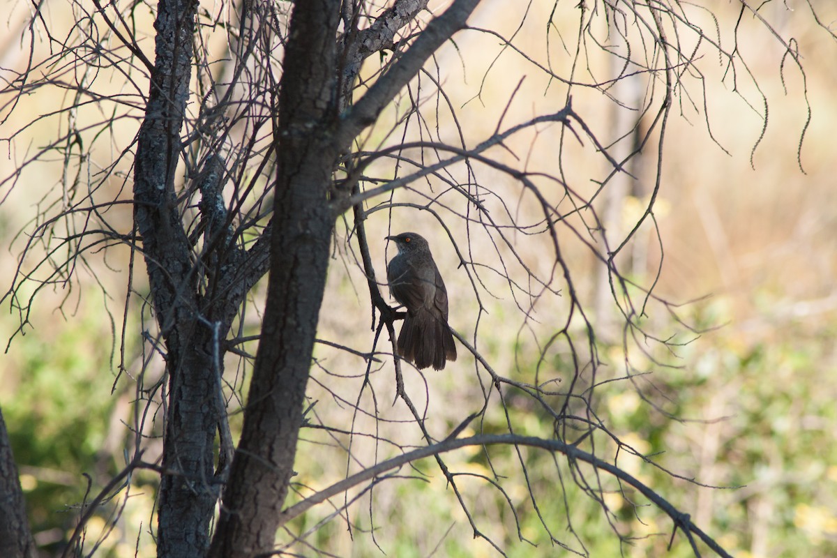 Arrow-marked Babbler - ML27893941