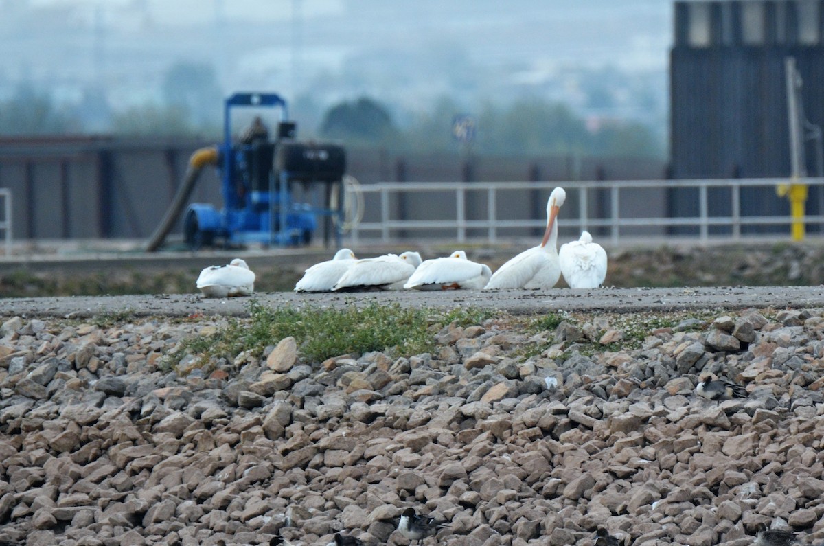 American White Pelican - Jeff Sexton