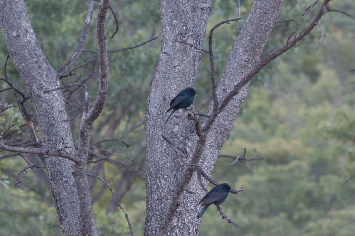 Southern Black-Flycatcher - ML27894071