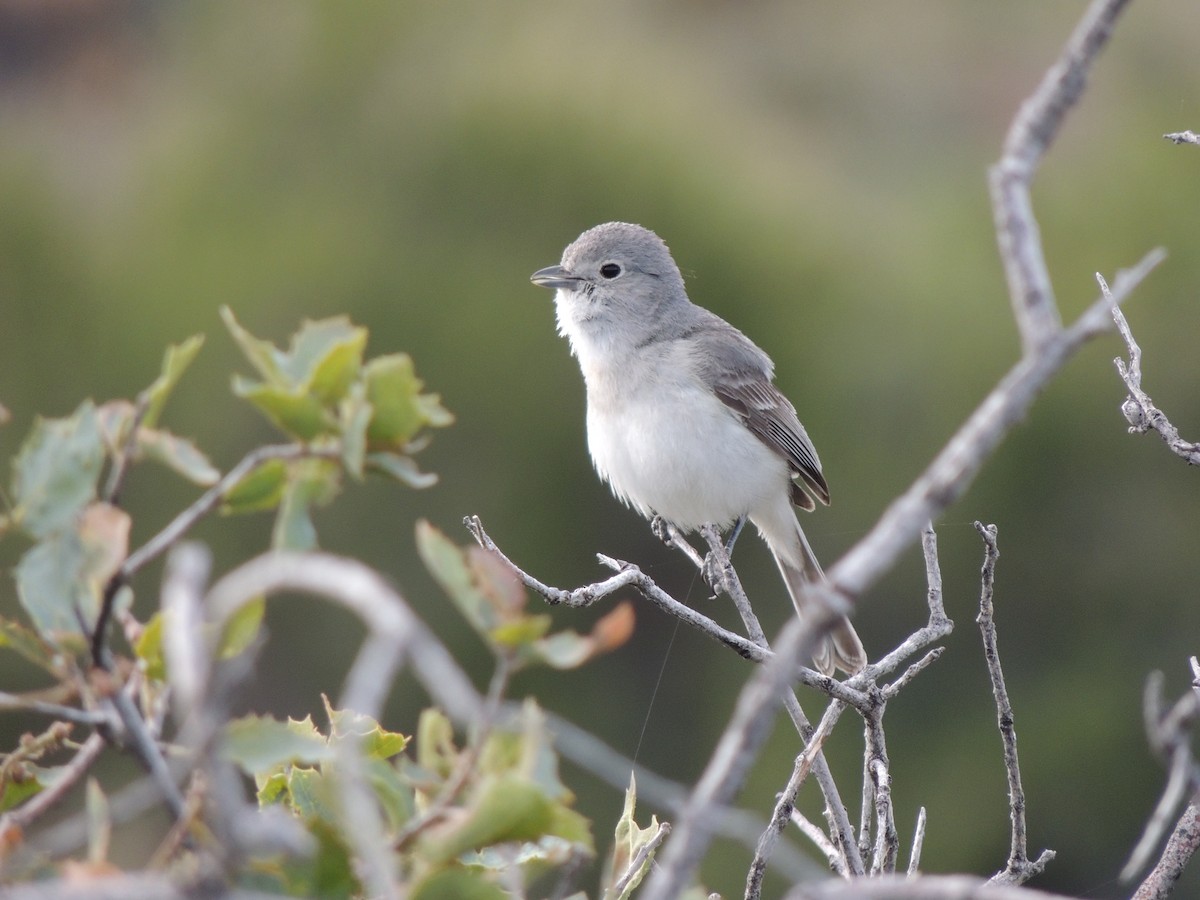 Gray Vireo - Brian Johnson
