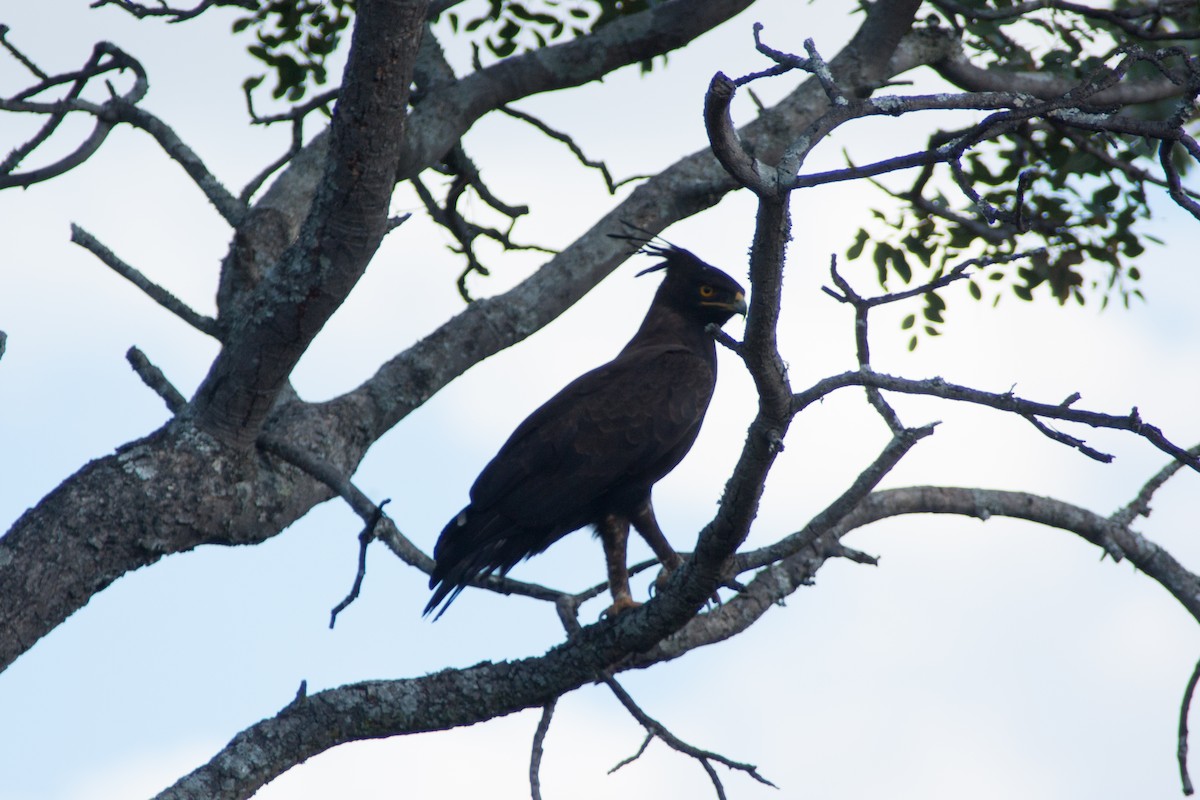 Long-crested Eagle - ML27894201